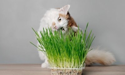 Erfolgreich Katzengras auf dem Balkon pflanzen
