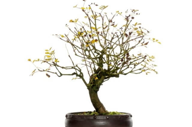 Esche als Bonsai erziehen - so geht man vor!