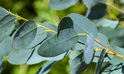 Eukalyptus mit Stecklingen vermehren