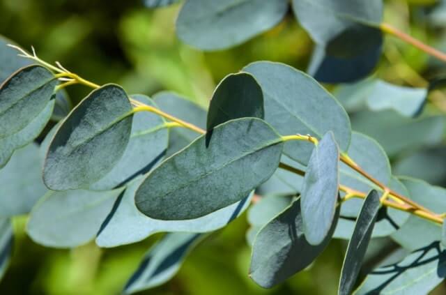 Eukalyptus mit Stecklingen vermehren