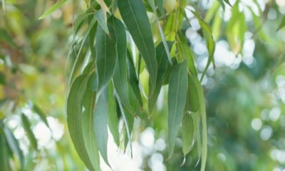 Eukalyptus verliert Blätter – woran liegt das