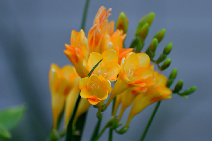 Freesien richtig überwintern