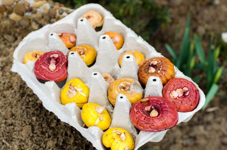 Frostempfindliche Gladiolen während des Winters