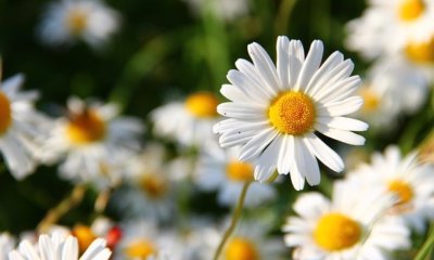 Gänseblümchen säen - Zeitpunkt und Anleitung