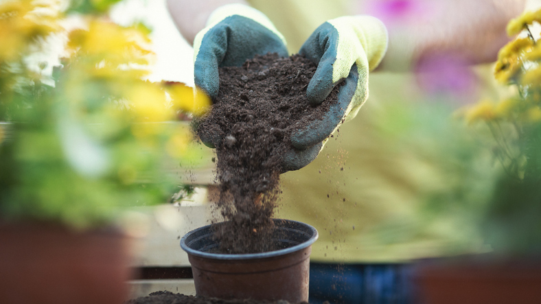 Gänseblümchen säen