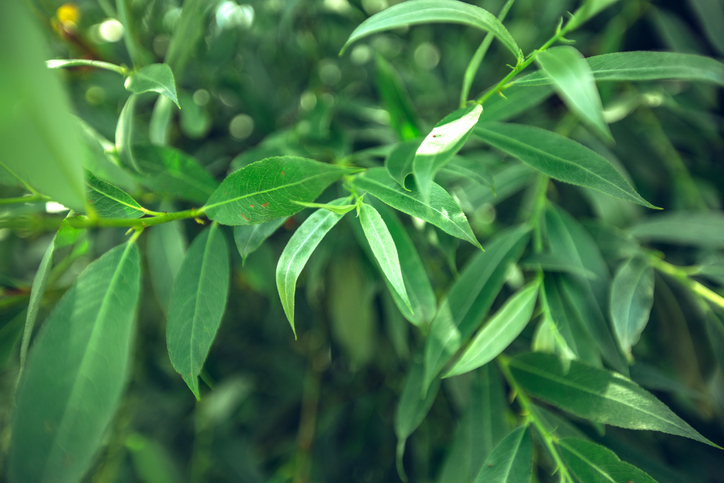Geeignete Stecklinge schneiden