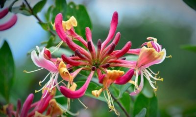 Geißblatt - eine schöne Kletterpflanze für Ihren Garten