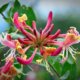 Geißblatt - eine schöne Kletterpflanze für Ihren Garten