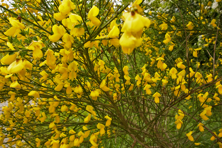 Genista der Echte Ginster - ein blühender Sichtschutz