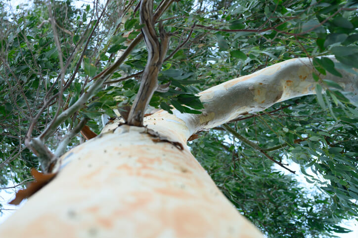 Gesprenkelter Eukalyptus