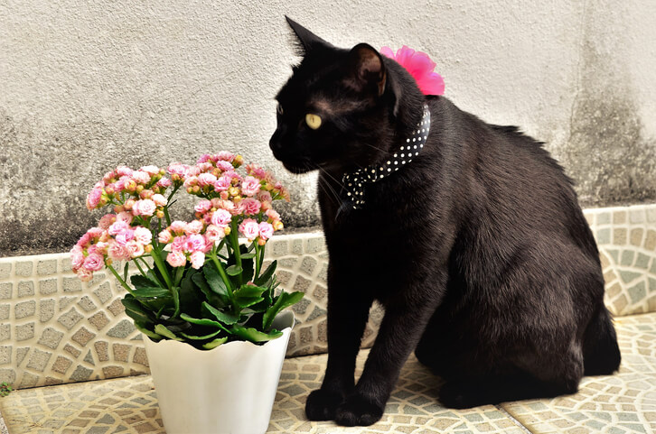 Giftig für Katzen