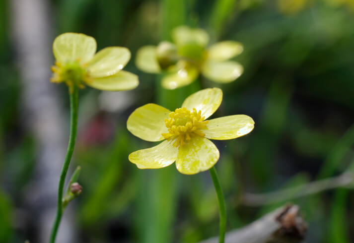 Giftige Arten und giftige Pflanzenteile