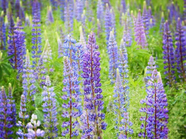 Gründüngung mit Lupinen wirklich effektiv