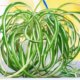 Grünlilie schneiden - So erfolgt der Schnitt richtig