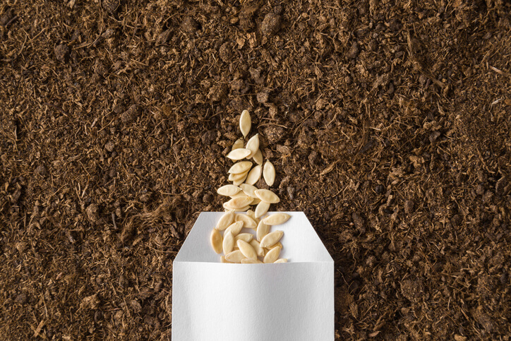 >Gurken aussäen und vorziehen