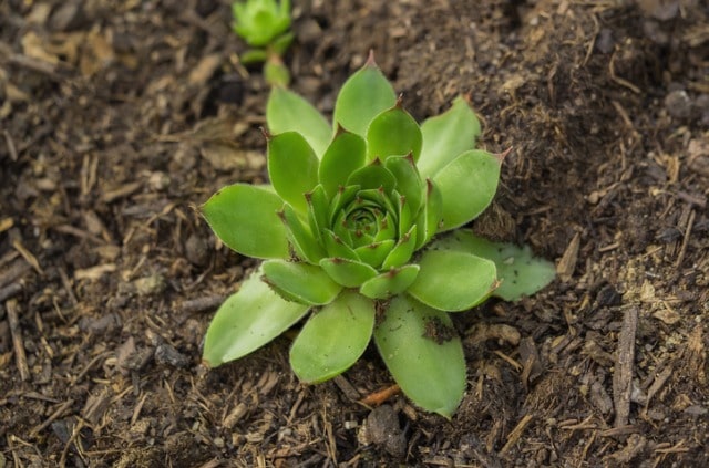 Hauswurz - verschiedene Arten im Überblick