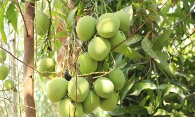 Herkunft der Mango