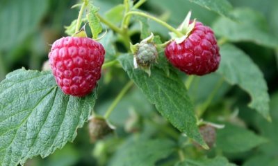 Himbeeren im Topf pflanzen und düngen