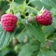 Himbeeren im Topf pflanzen und düngen