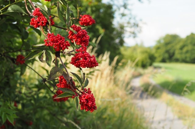 Hirschholunder Anbau und Pflege