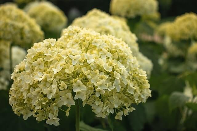 Hortensien-Erde - der richtige pH-Wert