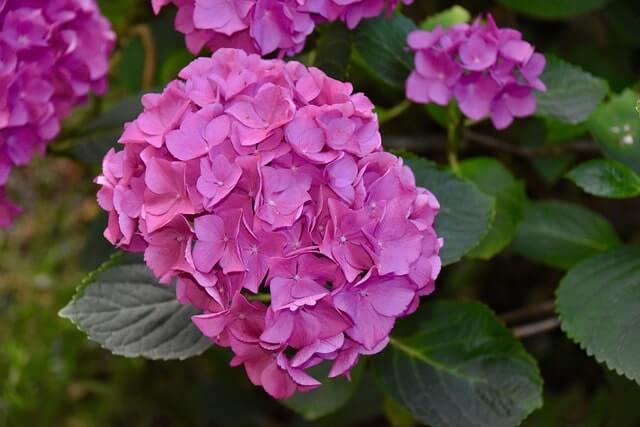 Hortensien in Kugelform richtig pflegen