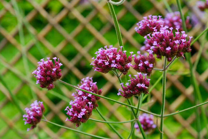 Ist Eisenkraut winterhart