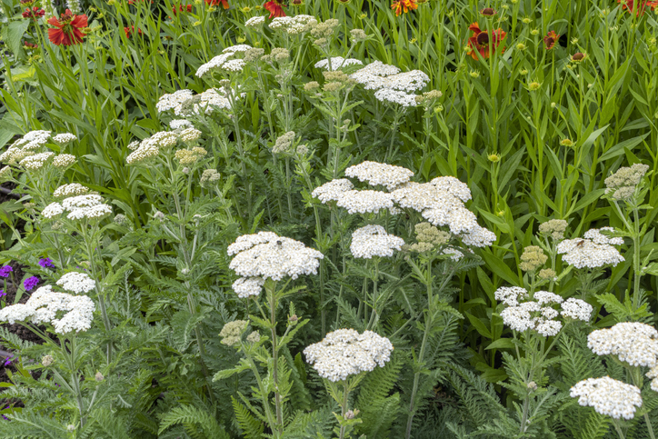 Ist die Schafgarbe essbar