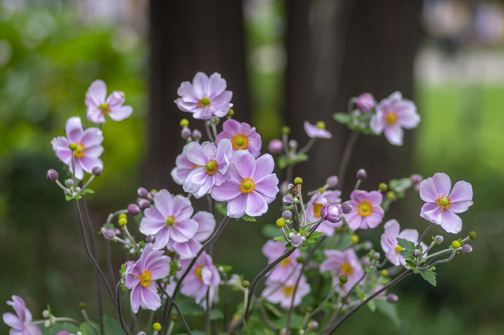 Ist es notwendig Anemonen zu schneiden