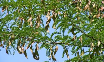 Johannisbrotbaum aus Samen ziehen