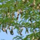Johannisbrotbaum aus Samen ziehen