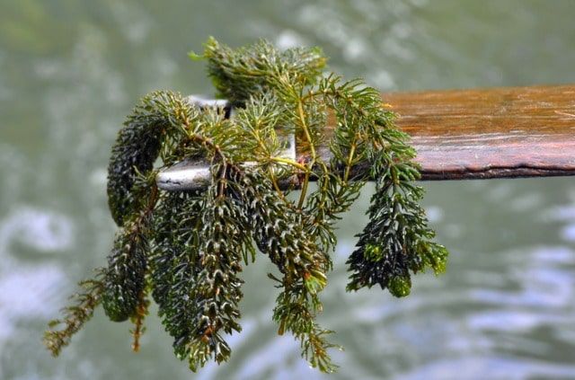 Kann man Wasserpest schneiden