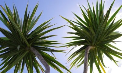 Kann man das Wachstum von Palmen anregen