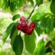 Kirschbaum als Hochstamm - Sorten, Pflege und Schnitt