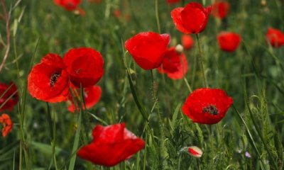 Klatschmohn im Garten pflanzen - wann wird es gemacht