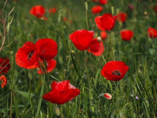 Klatschmohn im Garten pflanzen - wann wird es gemacht