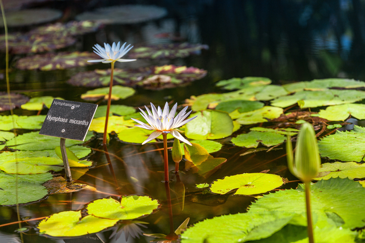 Kleinblütige Seerose - Nymphaea micrantha