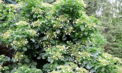 Kletterhortensie im Winter pflegen