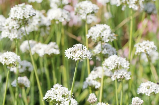 Knoblauch-Schnittlauch - praktische Pflegetipps