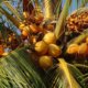 Kokosnusspalme Pflege - Erde, Standort und vieles mehr