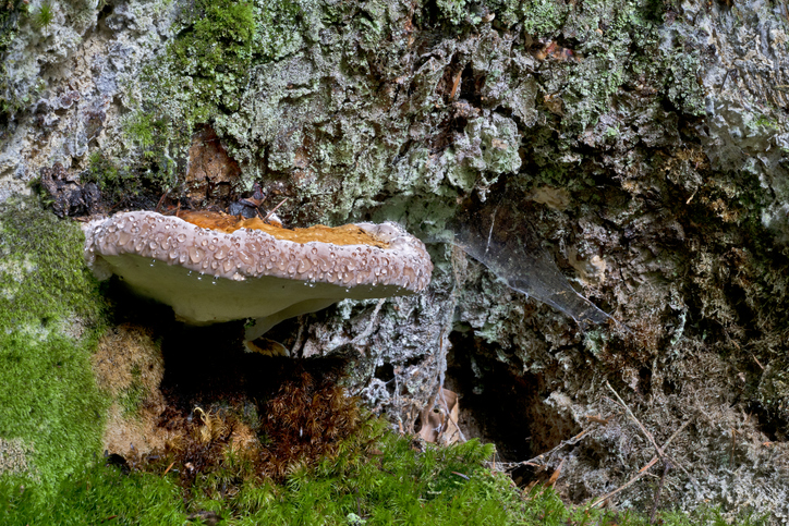 Krankheiten durch Schadpilze