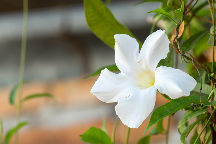 Krankheiten und Schädlinge