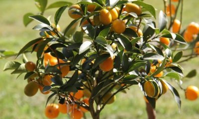 Kumquat richtig schneiden
