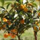 Kumquat richtig schneiden