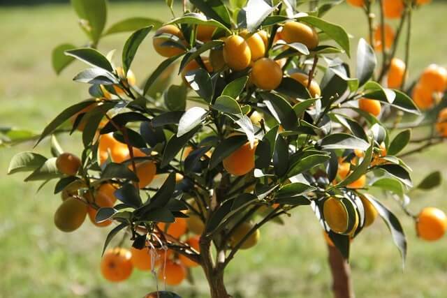 Kumquat richtig schneiden