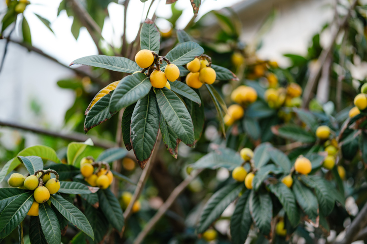 Lässt sich die Mispel als Hecke ziehen