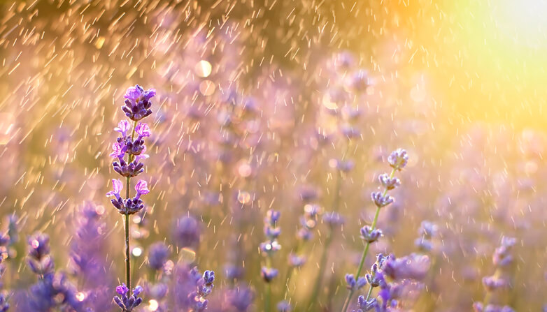 Lavendel im Beet Natürliche Wasserversorgung reicht meist aus