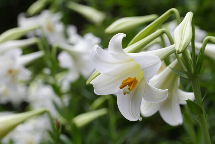 Lilien selbst bestäuben