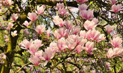 Magnolienbusch - Standort und Pflege