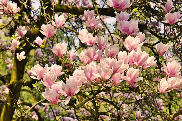 Magnolienbusch - Standort und Pflege